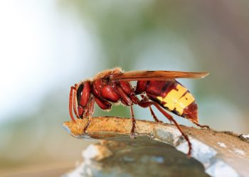Galicia en alerta por el avance del avispón oriental: expertos temen impacto similar al de la avispa asiática