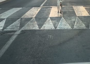 Continúan las denuncias por la presencia de perros abandonados en la calles tras del caso de rabia