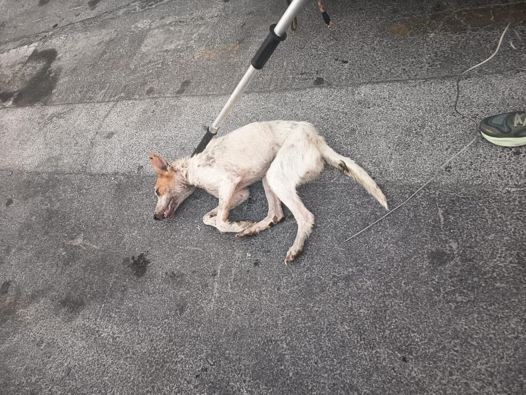 Sanidad confirma un caso de rabia en Ceuta y activa el protocolo de emergencia