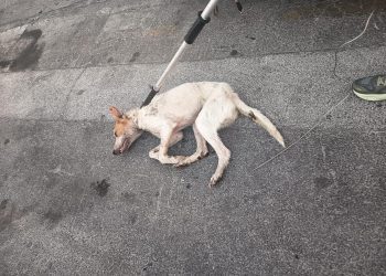 Sanidad confirma un caso de rabia en Ceuta y activa el protocolo de emergencia