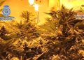 Desmantelada una red de narcotráfico: 35 detenidos y una tonelada de marihuana incautada