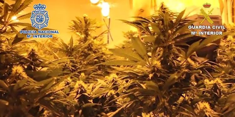 Desmantelada una red de narcotráfico: 35 detenidos y una tonelada de marihuana incautada