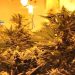 Desmantelada una red de narcotráfico: 35 detenidos y una tonelada de marihuana incautada