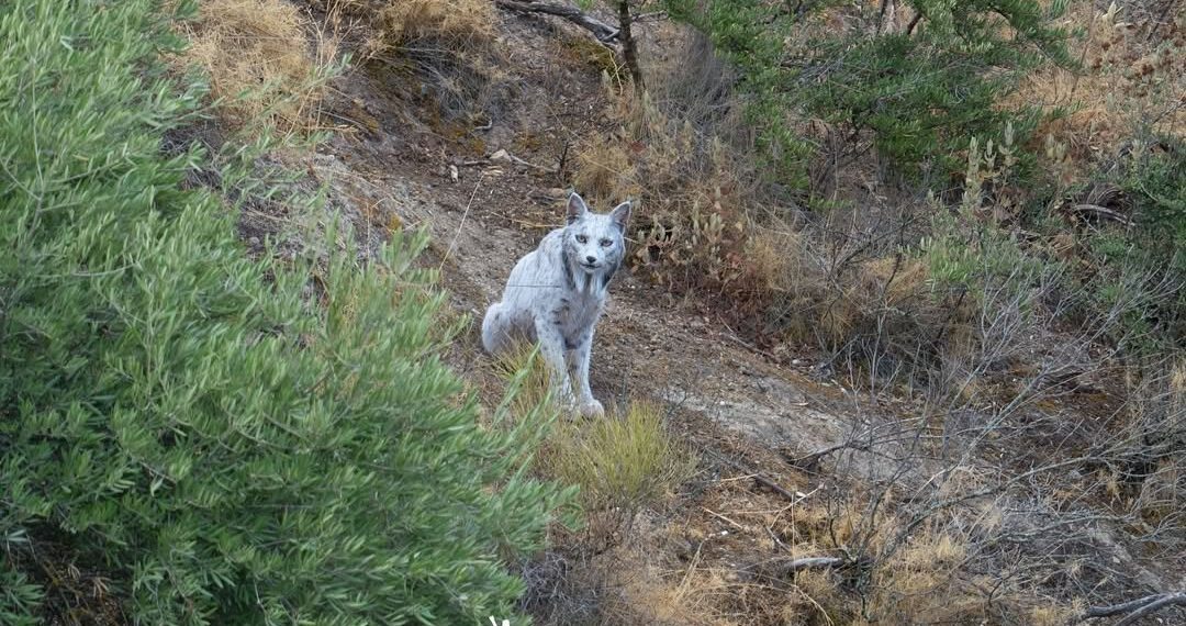 Un fotógrafo inmortaliza al primer lince ibérico blanco registrado en España