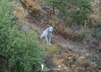 Un fotógrafo inmortaliza al primer lince ibérico blanco registrado en España