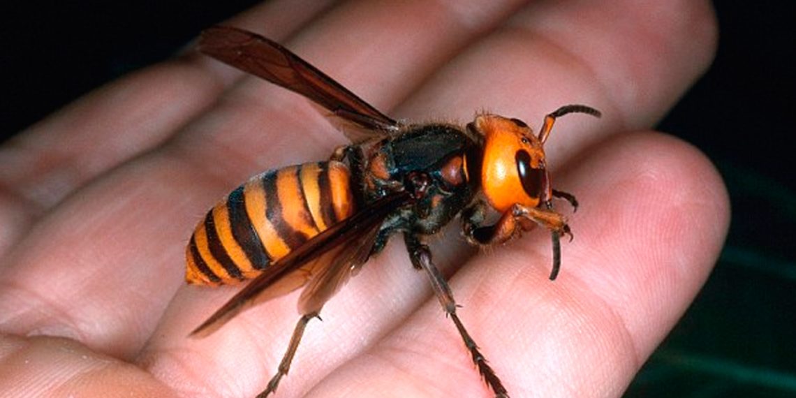 Preocupación en Galicia por el aumento de ataques de avispas velutinas que deja tres muertos en dos semanas