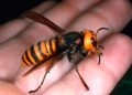 Preocupación en Galicia por el aumento de ataques de avispas velutinas que deja tres muertos en dos semanas
