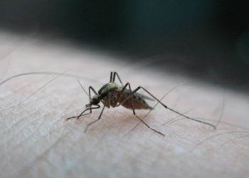 Extremadura suma una tercera víctima mortal por la fiebre del Nilo en septiembre