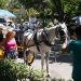 Málaga pone fin a los paseos turísticos en coche de caballos con indemnización millonaria