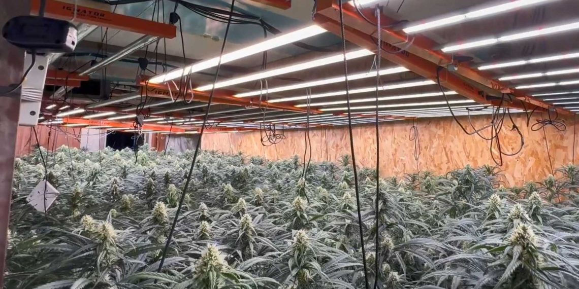 Descubren en L’Hospitalet una enorme plantación de cannabis con conexión ilegal a la red eléctrica