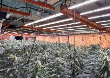Descubren en L’Hospitalet una enorme plantación de cannabis con conexión ilegal a la red eléctrica