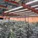 Descubren en L’Hospitalet una enorme plantación de cannabis con conexión ilegal a la red eléctrica