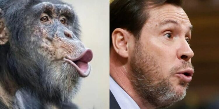 oscar puente primate