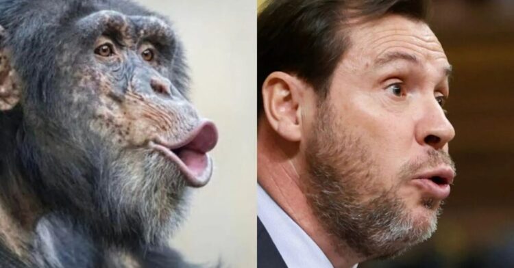 oscar puente primate