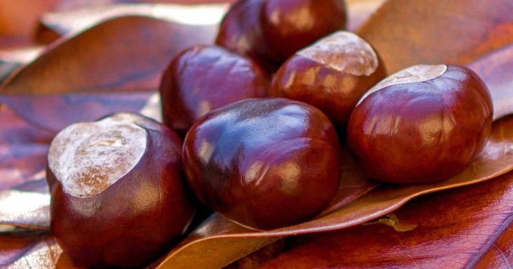 Postre de castañas y chocolate