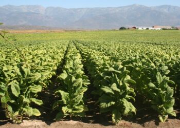 Extremadura alerta: el tabaco podría desaparecer y con él la vida de nuestros pueblos