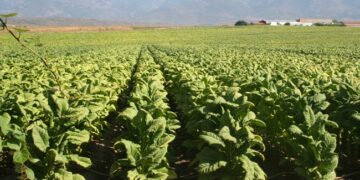 Extremadura alerta: el tabaco podría desaparecer y con él la vida de nuestros pueblos