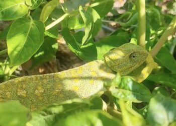 Daubma acusa a Medio Ambiente de ignorar pruebas sobre la presencia de camaleones en el Sarchal