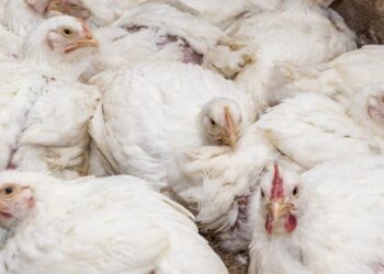 El Gobierno amplía el confinamiento de aves de corral a todas las granjas de España por la gripe aviar