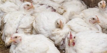 El Gobierno amplía el confinamiento de aves de corral a todas las granjas de España por la gripe aviar