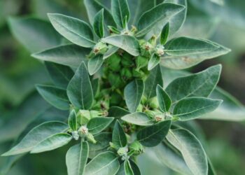 «No hay más beneficio que riesgo»: la medicina desaconseja la ashwagandha para personas con problemas de tiroides