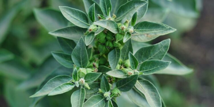 «No hay más beneficio que riesgo»: la medicina desaconseja la ashwagandha para personas con problemas de tiroides