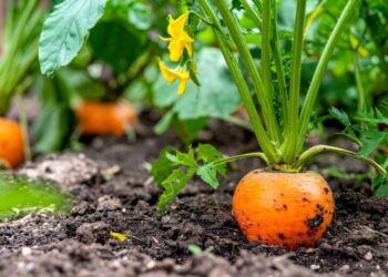Los científicos dan la voz de alarma: un estudio demuestra que algunas verduras pueden absorber nanoplásticos del suelo