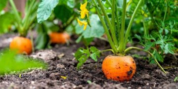 Los científicos dan la voz de alarma: un estudio demuestra que algunas verduras pueden absorber nanoplásticos del suelo