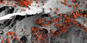 Avance histórico: Crean en laboratorio un modelo 3D ultra realista de médula ósea humana para luchar contra la leucemia