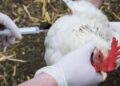 España descarta vacunar a las aves pese a la expansión de la gripe aviar: “el virus seguiría circulando enmascarado”