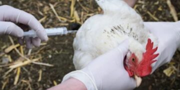España descarta vacunar a las aves pese a la expansión de la gripe aviar: “el virus seguiría circulando enmascarado”