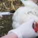 España descarta vacunar a las aves pese a la expansión de la gripe aviar: “el virus seguiría circulando enmascarado”