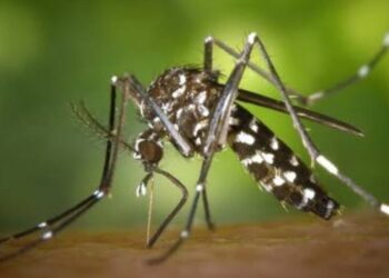 Andalucía suma nuevas zonas en alerta por el Virus del Nilo Occidental y la provincia de Sevilla se sitúa como la más afectada