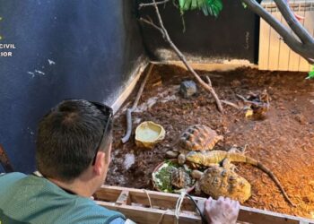 Desmantelan operación ilegal de tráfico de animales en Ávila