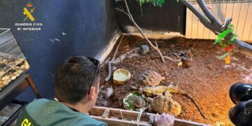 Desmantelan operación ilegal de tráfico de animales en Ávila