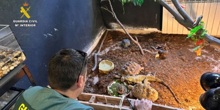 Desmantelan operación ilegal de tráfico de animales en Ávila