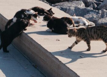 PSOE pide optimizar el programa de captura y esterilización de gatos en Ceuta