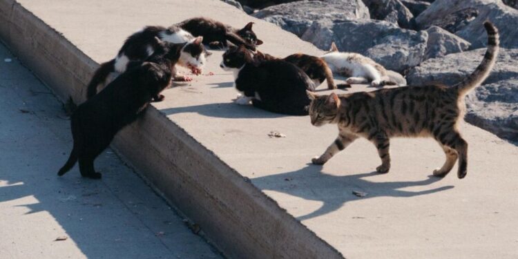 PSOE pide optimizar el programa de captura y esterilización de gatos en Ceuta