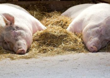 Alertas por peste porcina africana en España y áreas afectadas