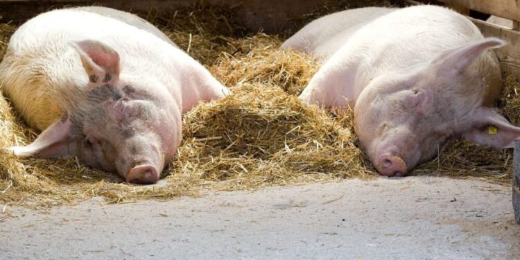 Alertas por peste porcina africana en España y áreas afectadas