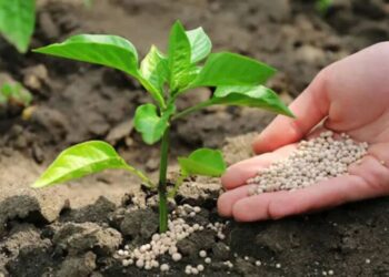 Grito en el campo: Agricultores exigen medidas urgentes contra las importaciones de Egipto por competencia desleal y riesgo fitosanitario