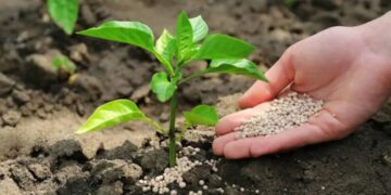 Grito en el campo: Agricultores exigen medidas urgentes contra las importaciones de Egipto por competencia desleal y riesgo fitosanitario