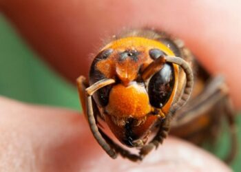 Alarma en tu jardín: Esto es lo que no debes hacer si quieres evitar la avispa asiática, según los expertos