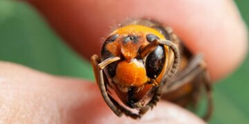 Alarma en tu jardín: Esto es lo que no debes hacer si quieres evitar la avispa asiática, según los expertos