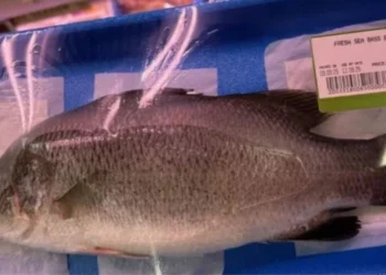 Escándalo en los pescadores: descubren que la perca asiática se vende como “lubina” en España