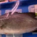 Escándalo en los pescadores: descubren que la perca asiática se vende como “lubina” en España