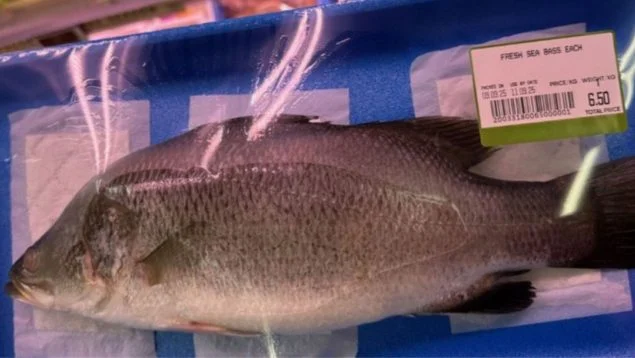 Escándalo en los pescadores: descubren que la perca asiática se vende como “lubina” en España