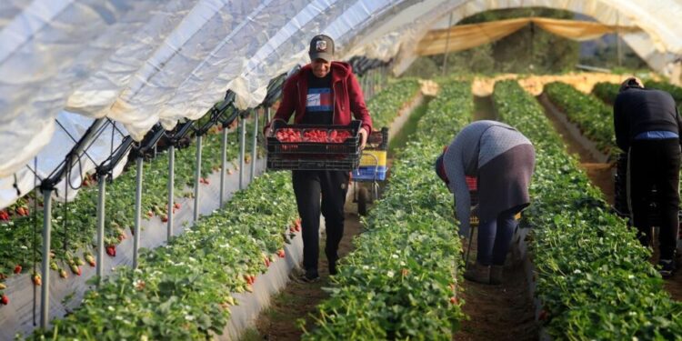 El campo español alerta sobre la pérdida de competitividad frente a las importaciones agrícolas de Marruecos