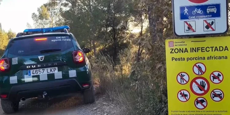 Guardia Civil alerta sobre la gestión de la peste porcina en Cataluña y pide reforzar el Seprona