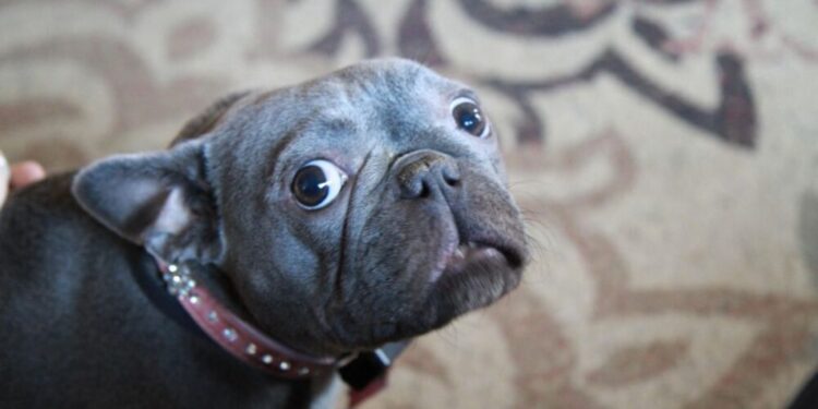 Guía de supervivencia para mascotas frente a la pirotecnia: cómo proteger a tu perro del miedo a los petardos